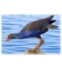 Pukeko on Rock: Card