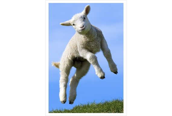 Leaping Lamb: Card