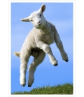 Leaping Lamb: Card