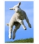 Leaping Lamb: Card