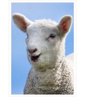 Happy Lamb: Card