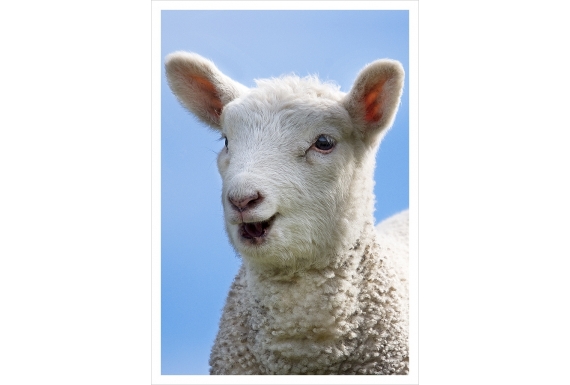 Happy Lamb: Card