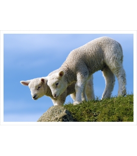 Curious Lambs: Card