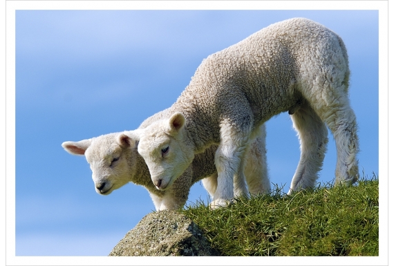 Curious Lambs: Card