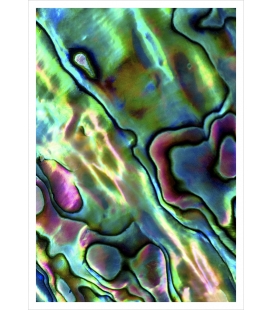 Paua Patterns 2: Card
