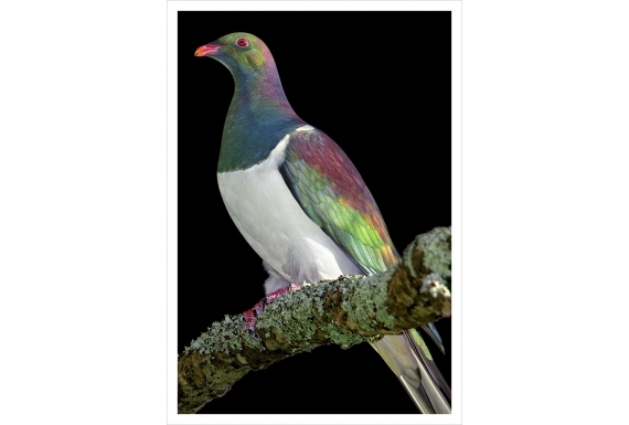 Kereru on Kowhai branch: Card