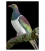Kereru on Kowhai branch: Card