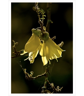 Kowhai Flowers: Card