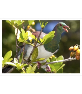 Kereru swallowing Karaka berry: Card