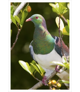 Kereru in Karaka tree: Card