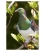 Kereru in Karaka tree: Card