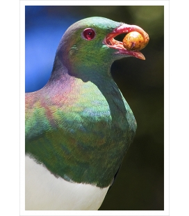 Kereru and Karaka berry: Card