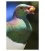 Kereru and Karaka berry: Card