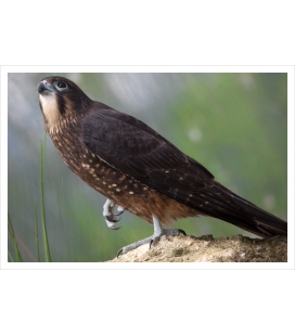 Karearea, endangered native New Zealand Falcon: Card