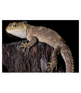 Juvenile Tuatara: Card