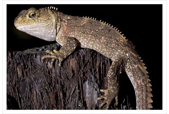 Juvenile Tuatara: Card
