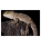 Juvenile Tuatara: Card