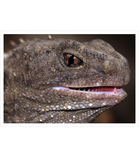Living Fossil, mature Tuatara: Card