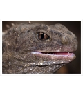 Living Fossil, mature Tuatara: Card