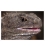 Living Fossil, mature Tuatara: Card