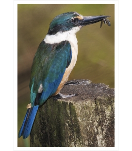 Kotare (Kingfisher) with Soldier Fly: Card