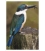 Kotare (Kingfisher) with Soldier Fly: Card