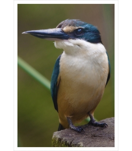 Kotare, the New Zealand Kingfisher: Card