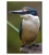 Kotare, the New Zealand Kingfisher: Card