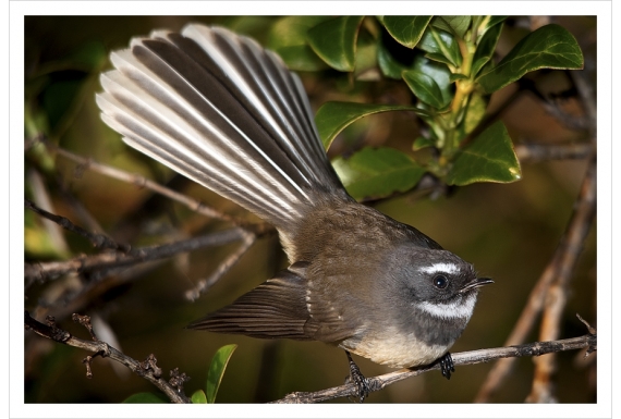 The NZ Fantail, Piwakawaka: Card
