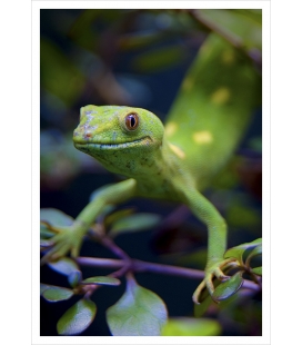 NZ Green Gecko: Card