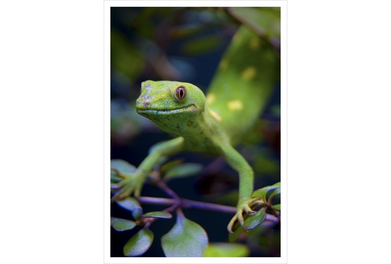 NZ Green Gecko: Card