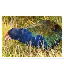 Grazing Takahe: Card
