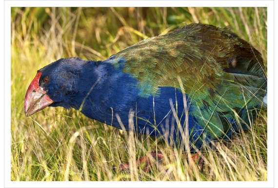 Grazing Takahe: Card