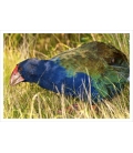 Grazing Takahe: Card