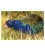 Grazing Takahe: Card