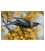 Tui and Spring Kowhai: Card