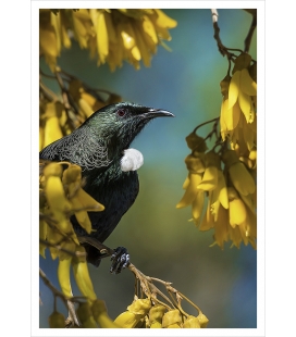 Tui in Kowhai, Point Wells: Card
