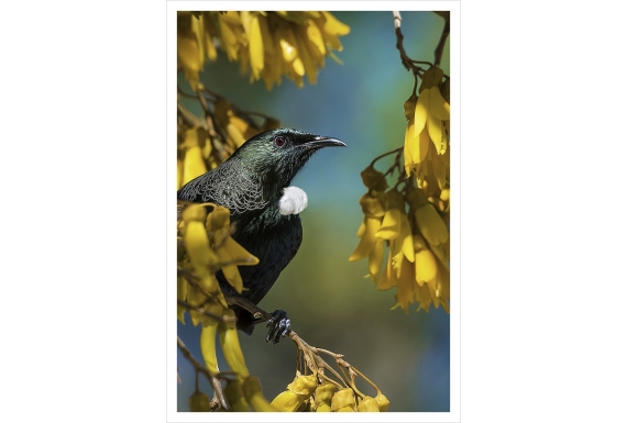 Tui in Kowhai, Point Wells: Card