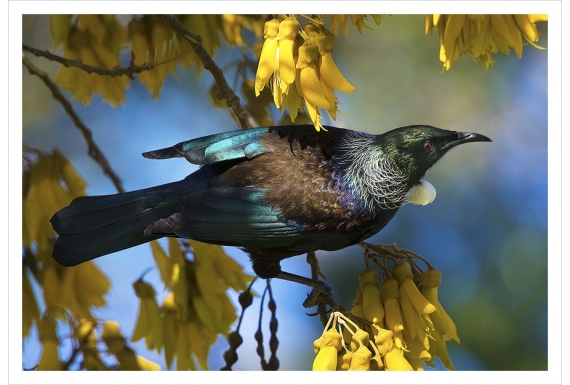 Tui in Kowhai, Dappled Light: Card