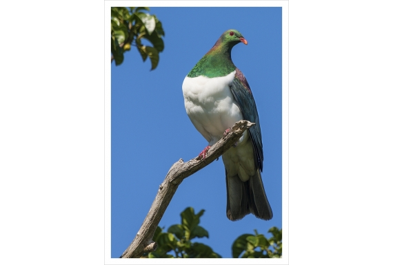 Kereru in Puriri Tree: Card