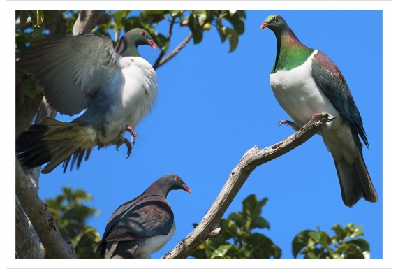 Kereru Group, Puriri Treetop: Card