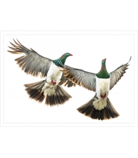 Kereru Couple in Flight: Card