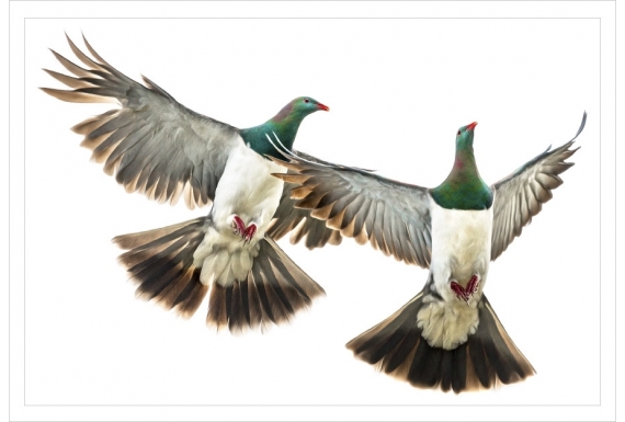 Kereru Couple in Flight: Card