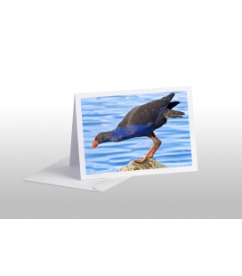 Pukeko on Rock: Card
