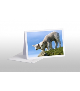 Curious Lambs: Card