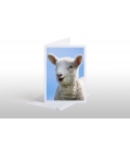 Happy Lamb: Card