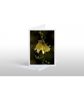 Kowhai Flowers: Card
