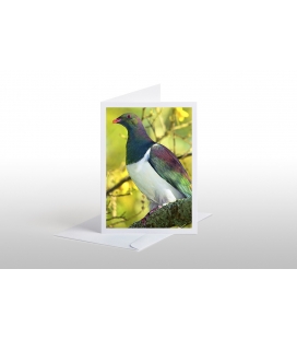 Kereru (NZ Wood Pigeon) in Kowhai: Card