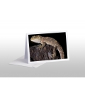 Juvenile Tuatara: Card