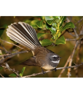 The NZ Fantail, Piwakawaka